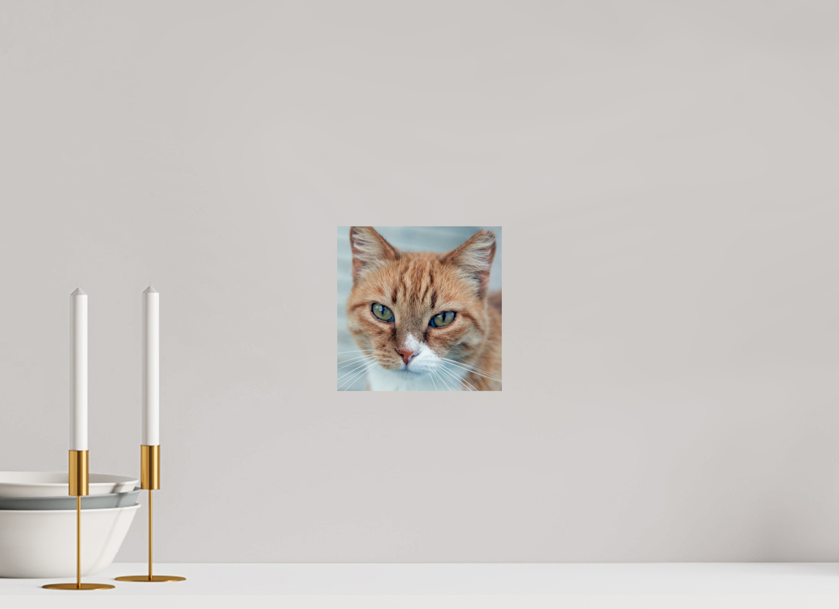 20 x 20 cm, Photo Print On Fuji Crystal DP II Haarige Angelegenheiten - Homeless Cat 1