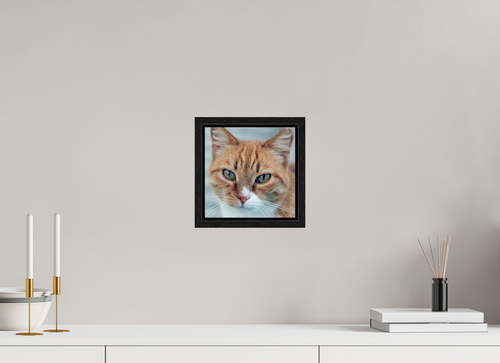20 x 20 cm, Floater Frame Haarige Angelegenheiten - Homeless Cat 1