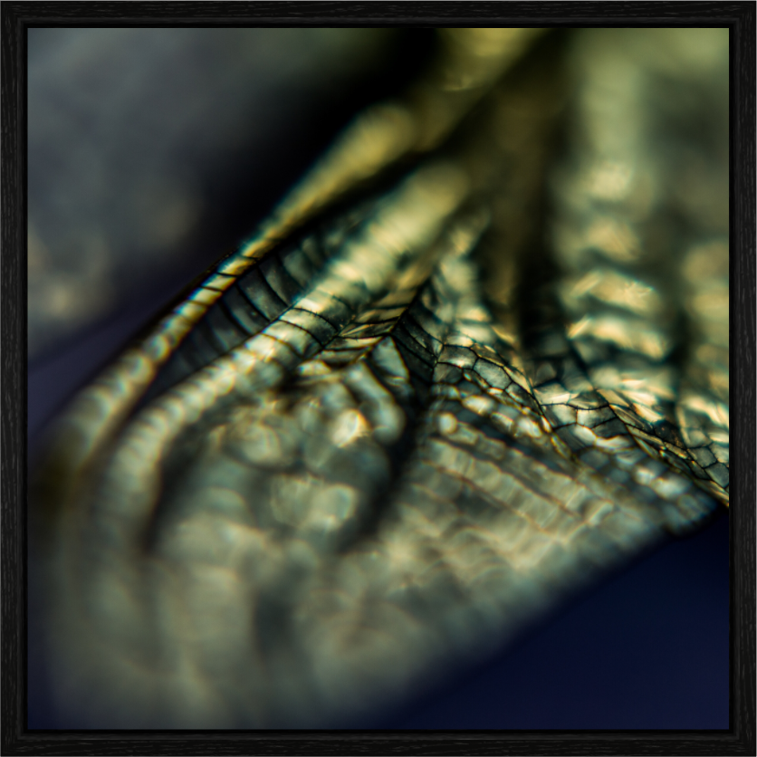 Main image Einfarbigbuntimquadrat - Libellenflügel 1