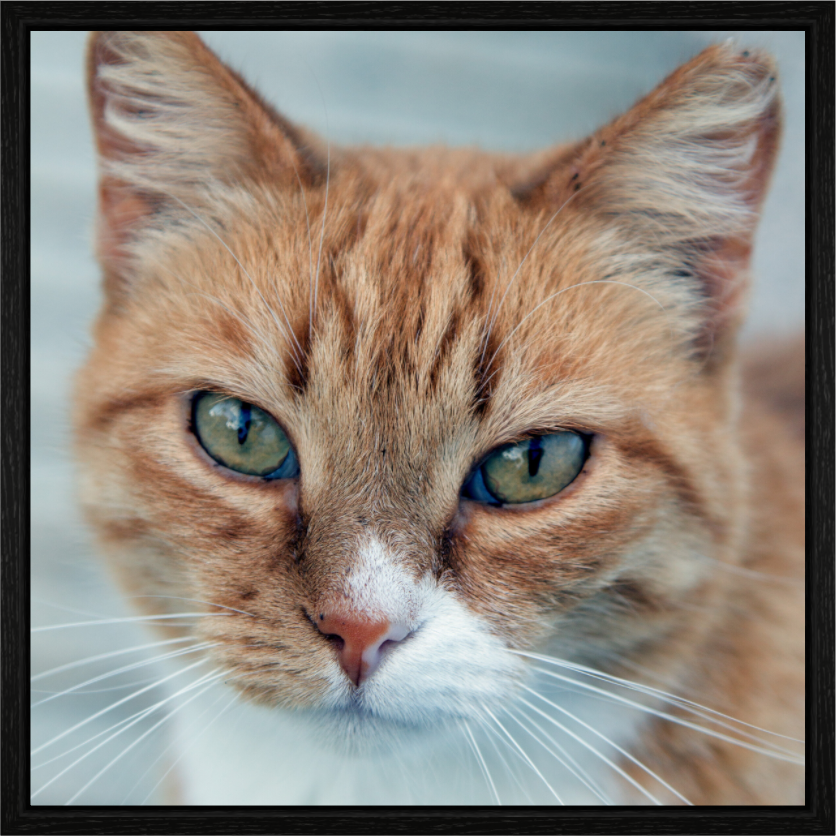 Main image Haarige Angelegenheiten - Homeless Cat 1