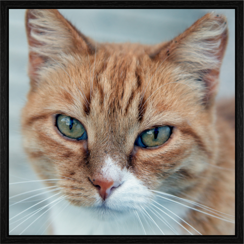 Main image Haarige Angelegenheiten - Homeless Cat 1