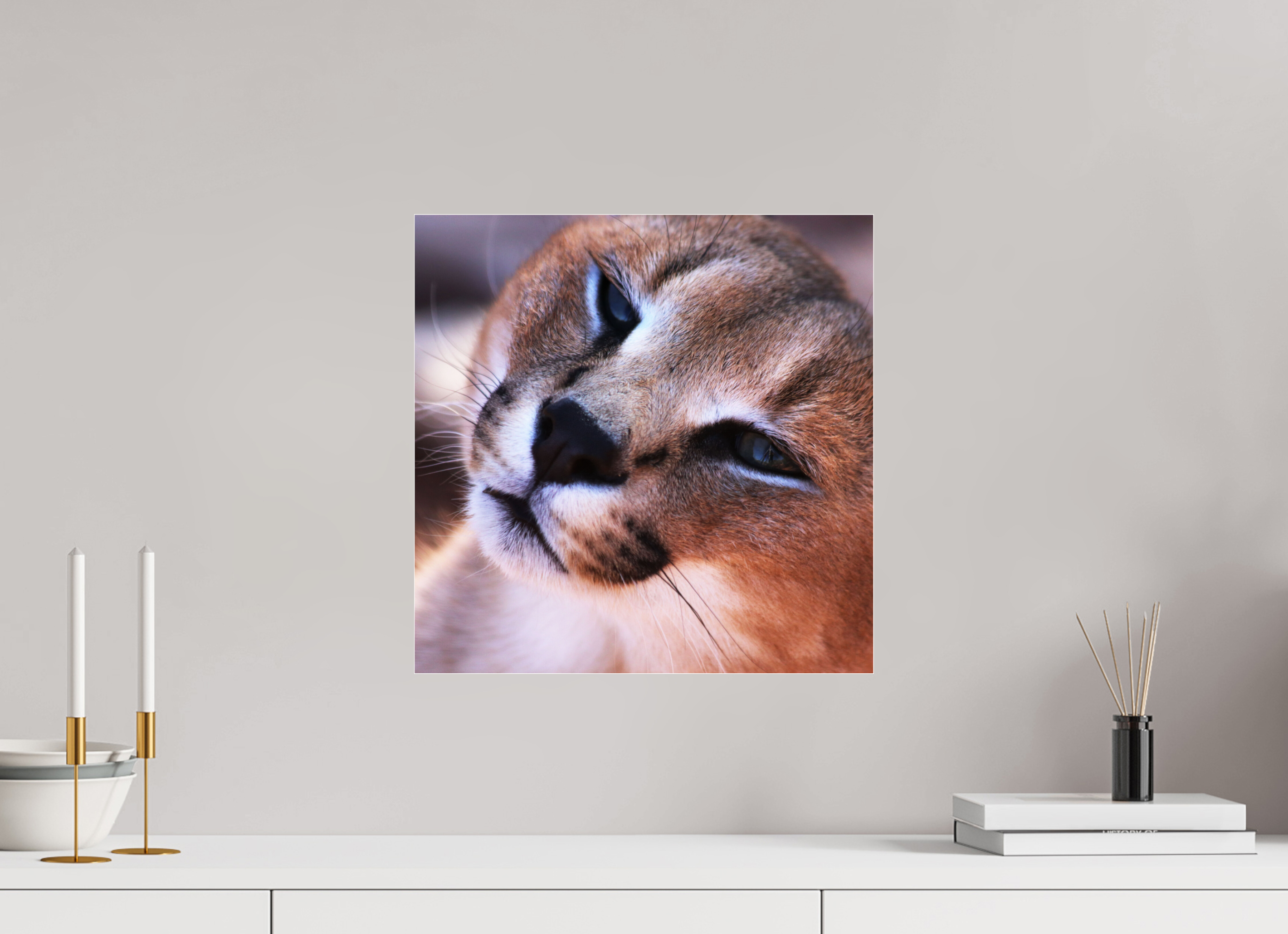 40 x 40 cm, Photo Print Under Acrylic Glass Haarige Angelegenheiten - In the Wild (Caracal 1)
