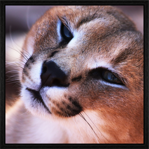 Main image Haarige Angelegenheiten - In the Wild (Caracal 1)