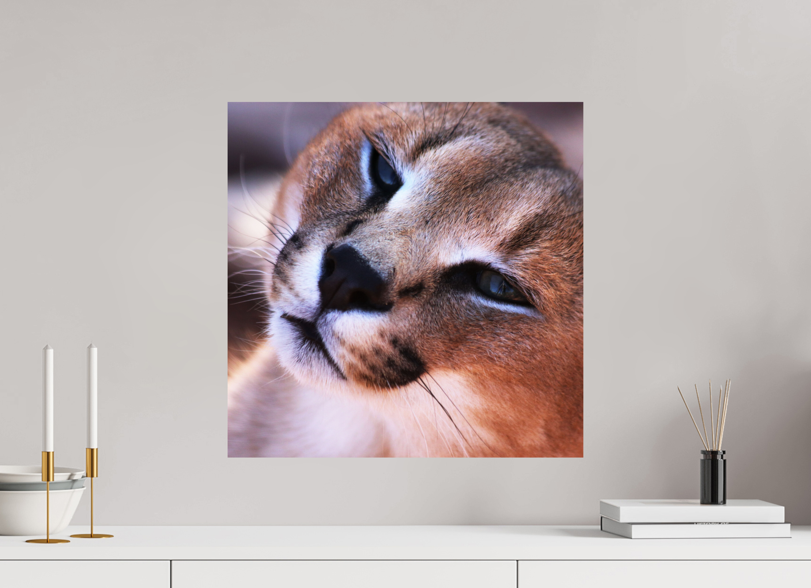 50 x 50 cm, Photo Print On Fuji Crystal DP II Haarige Angelegenheiten - In the Wild (Caracal 1)