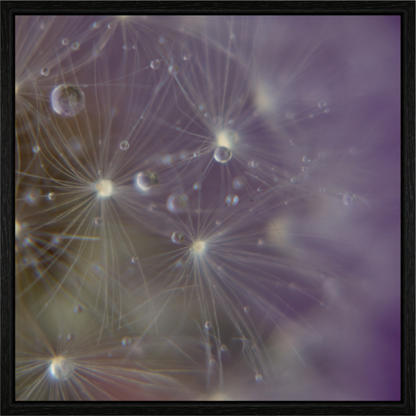 Main image Macro im Quadrat - Pusteblume 1