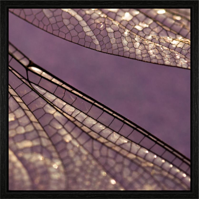 Main image einfarbigbuntimquadrat - Libellenflügel 2