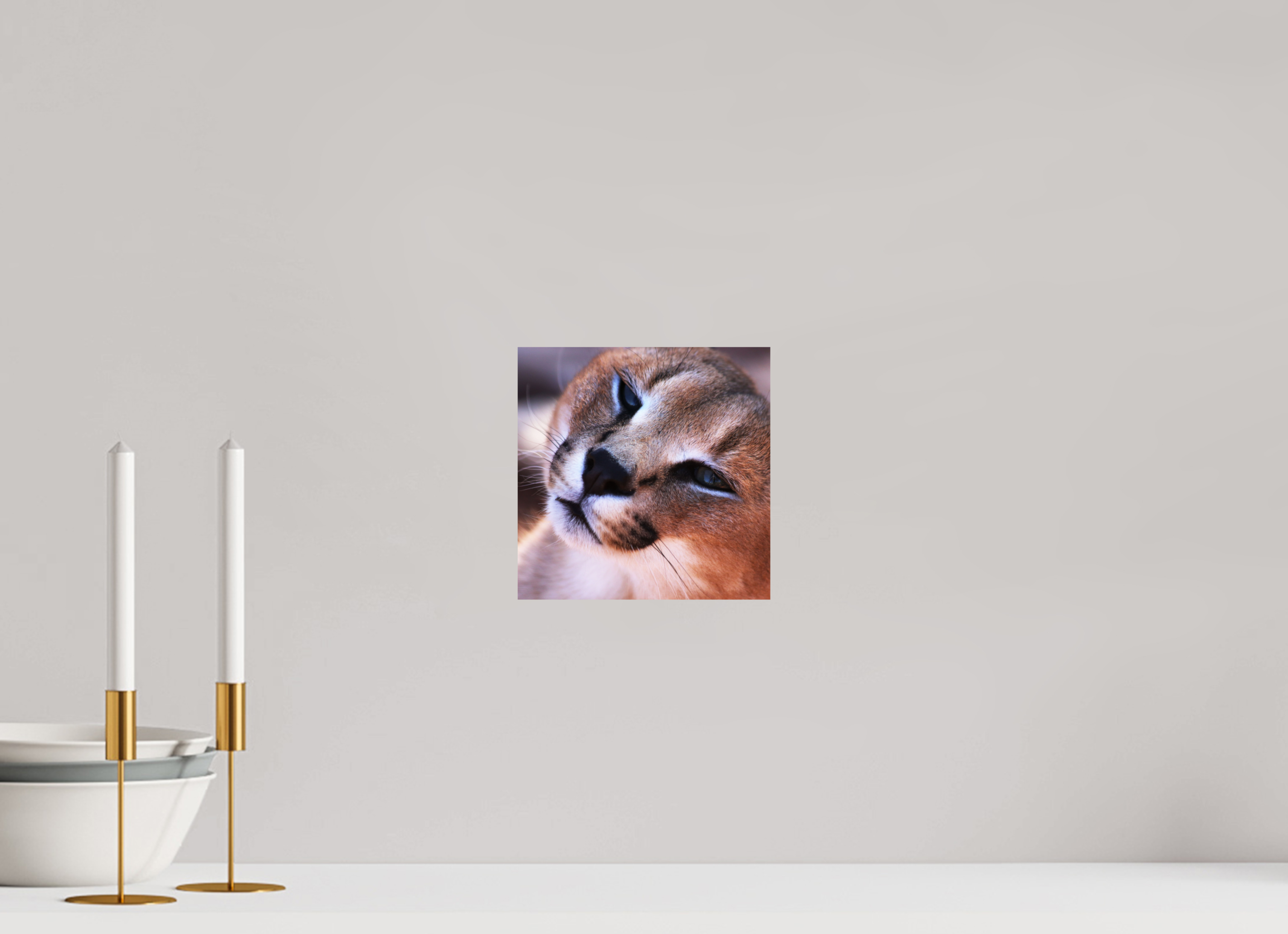 20 x 20 cm, Photo Print On Fuji Crystal DP II Haarige Angelegenheiten - In the Wild (Caracal 1)
