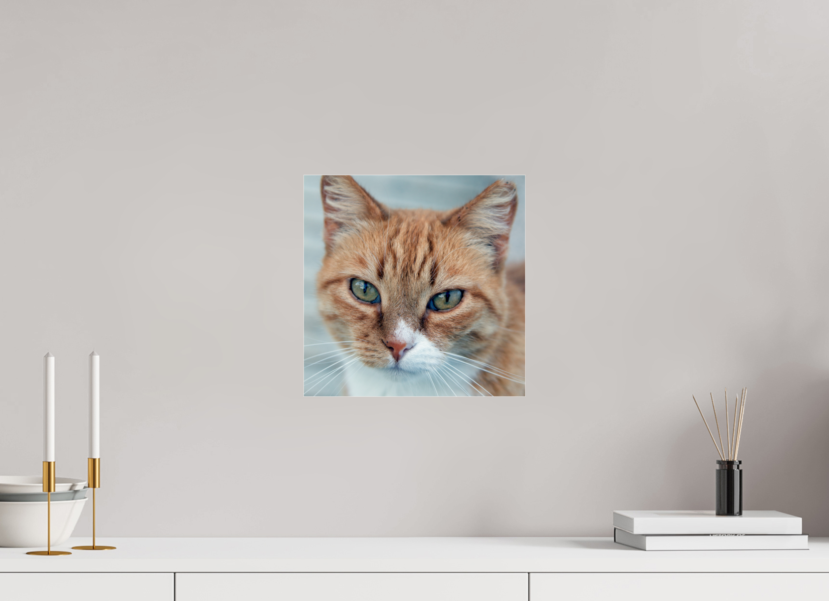 30 x 30 cm, Photo Print Under Acrylic Glass Haarige Angelegenheiten - Homeless Cat 1