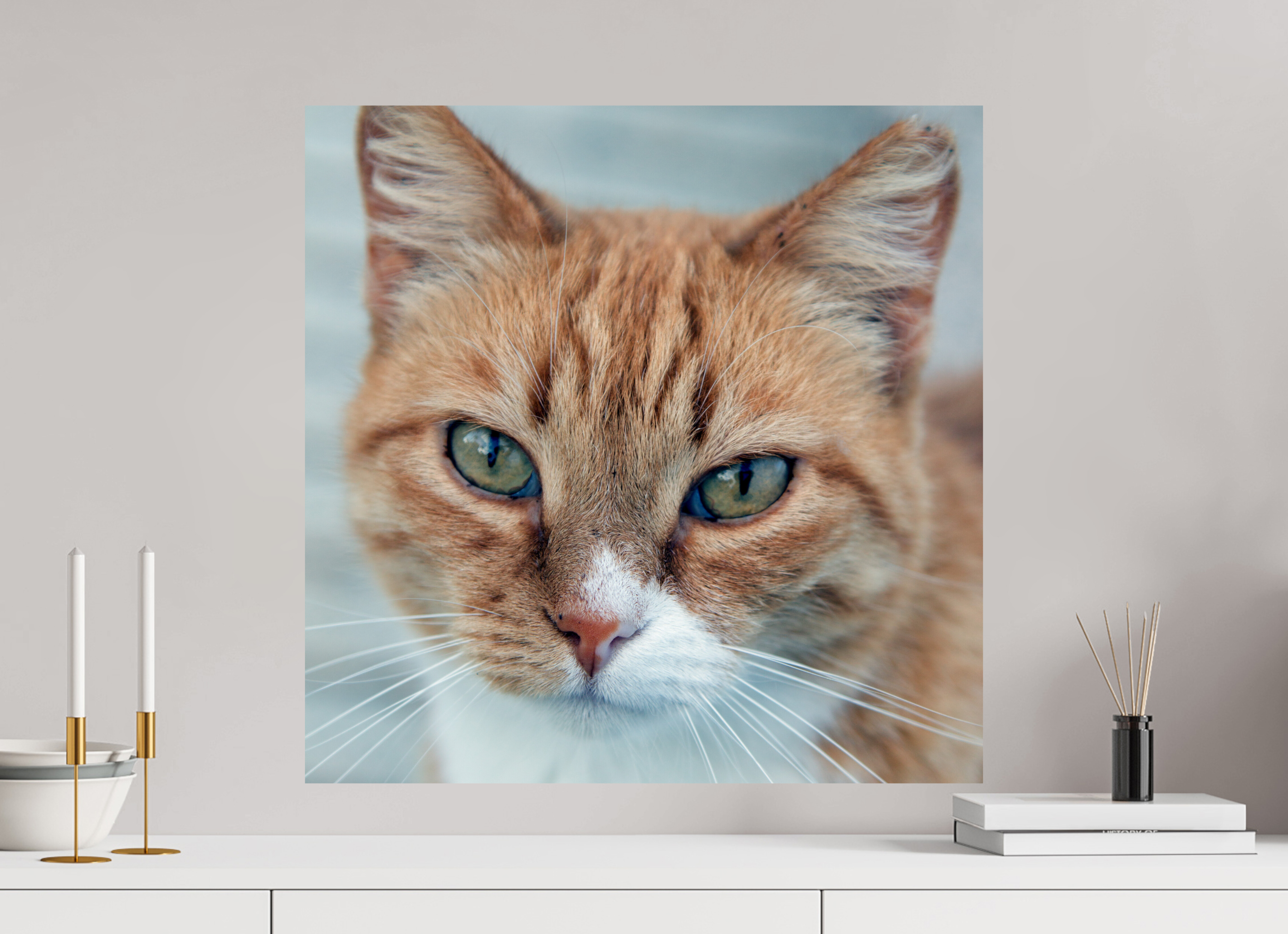 60 x 60 cm, Photo Print On Fuji Crystal DP II Haarige Angelegenheiten - Homeless Cat 1