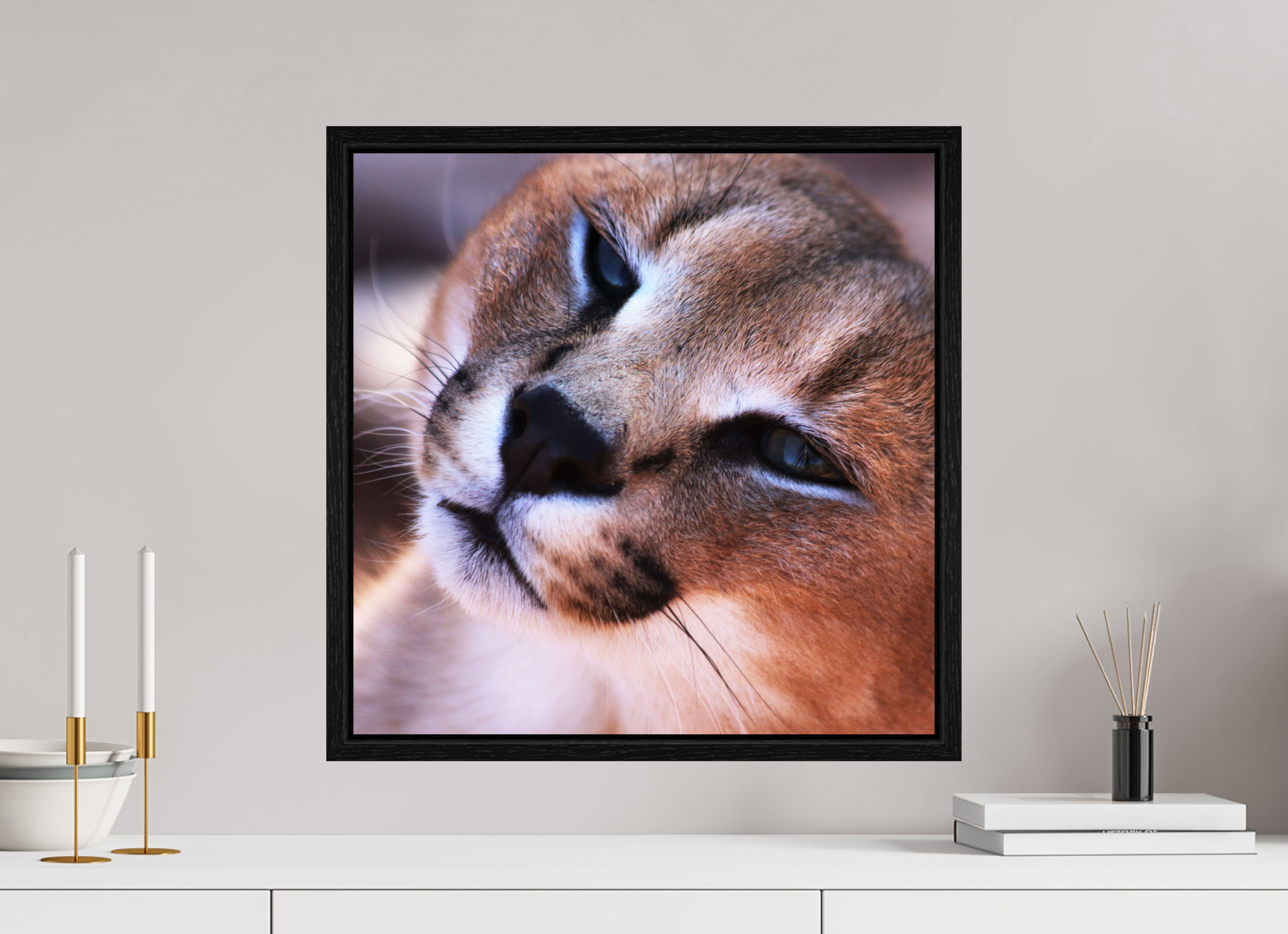 50 x 50 cm, Floater Frame Haarige Angelegenheiten - In the Wild (Caracal 1)