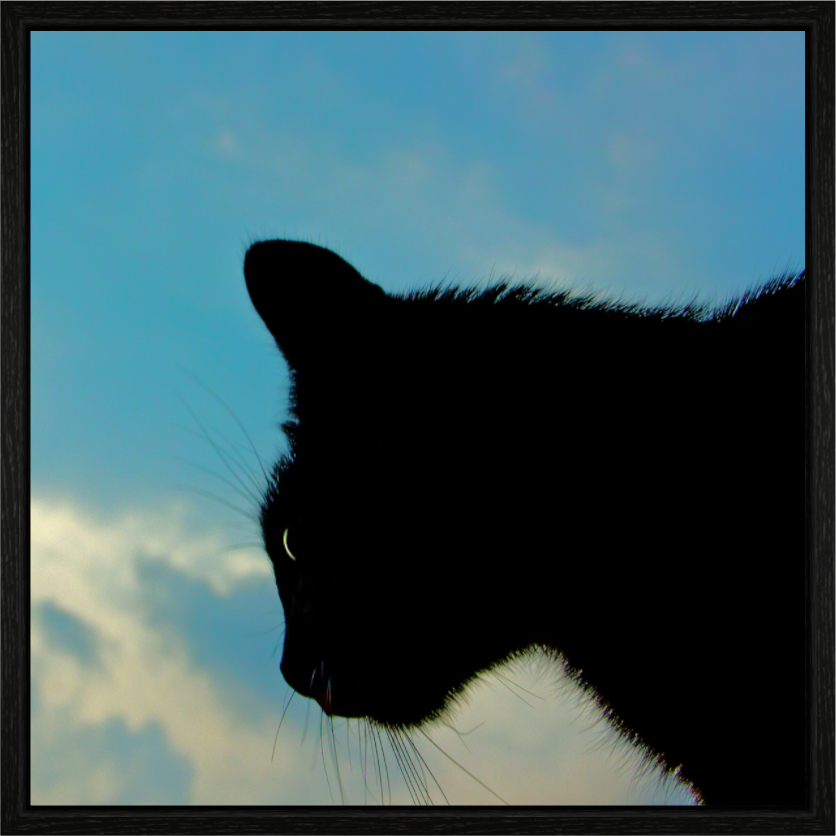 Main image Haarige Angelegenheiten - A cat called Mr Tom 1