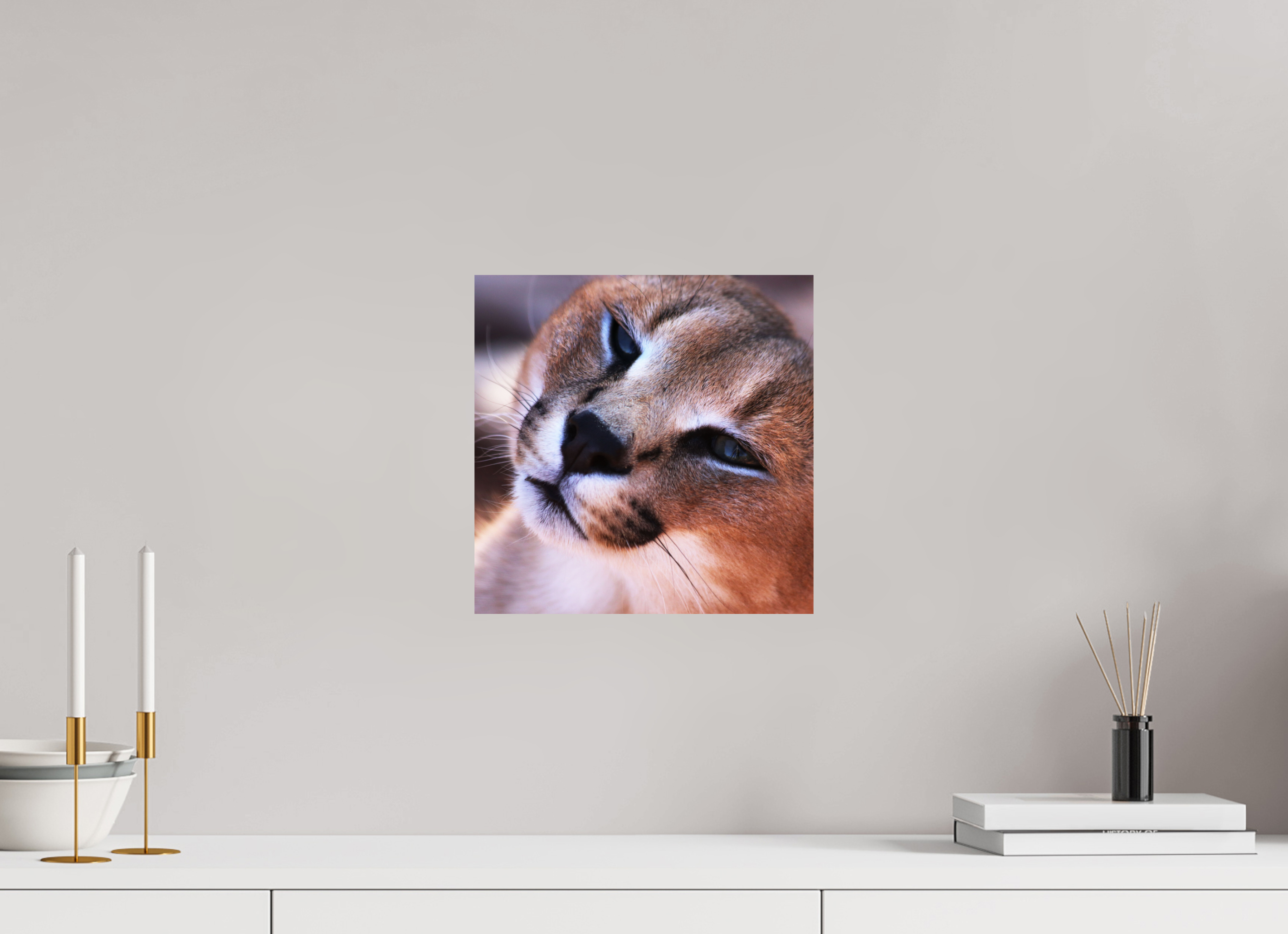 30 x 30 cm, Photo Print On Fuji Crystal DP II Haarige Angelegenheiten - In the Wild (Caracal 1)