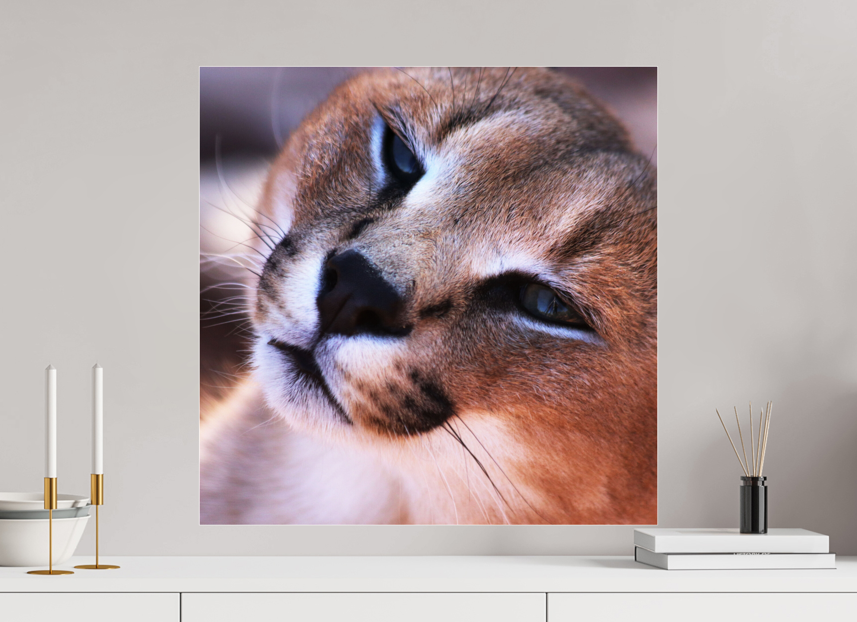 60 x 60 cm, Photo Print Under Acrylic Glass Haarige Angelegenheiten - In the Wild (Caracal 1)