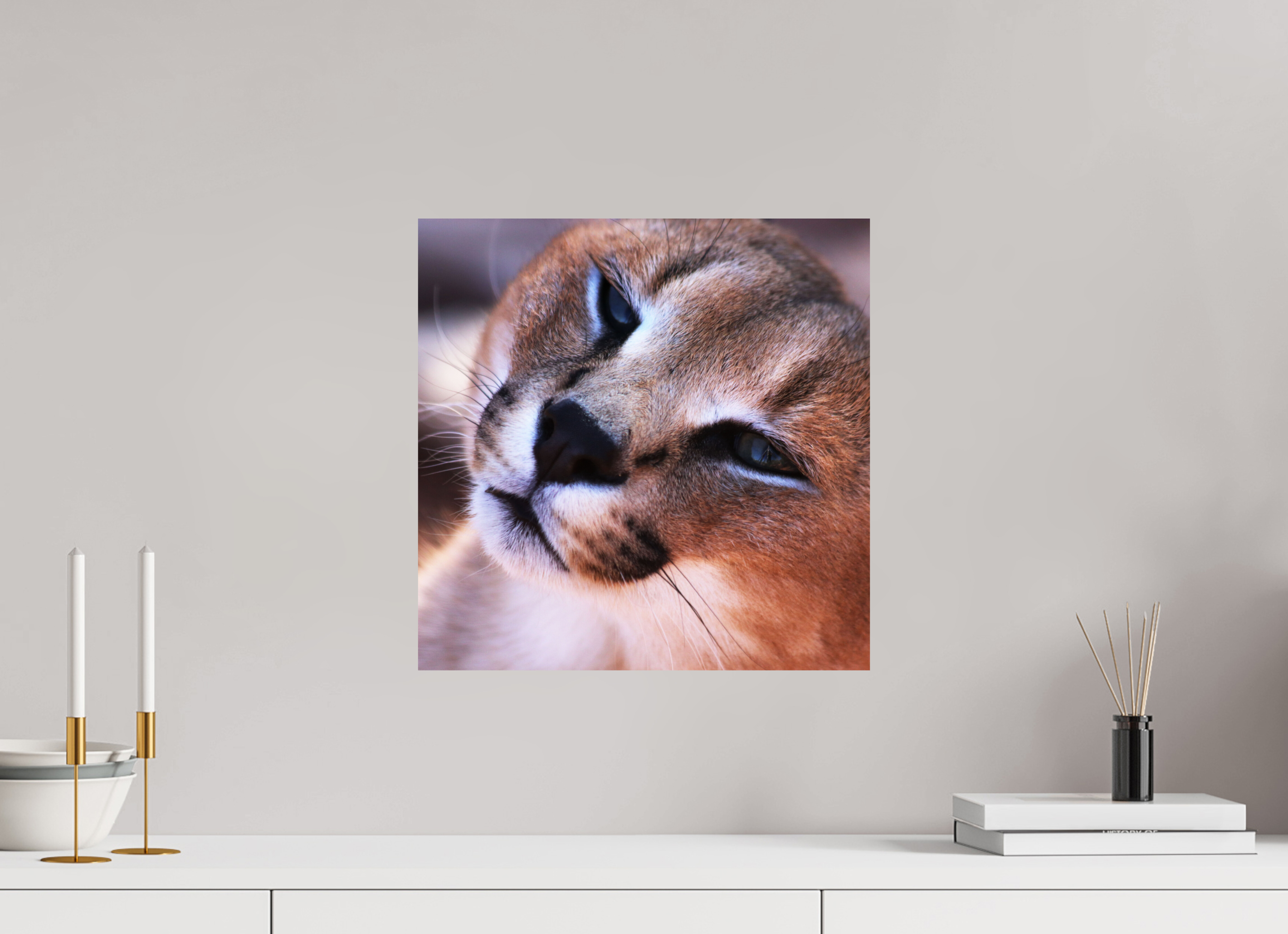 40 x 40 cm, Photo Print On Fuji Crystal DP II Haarige Angelegenheiten - In the Wild (Caracal 1)