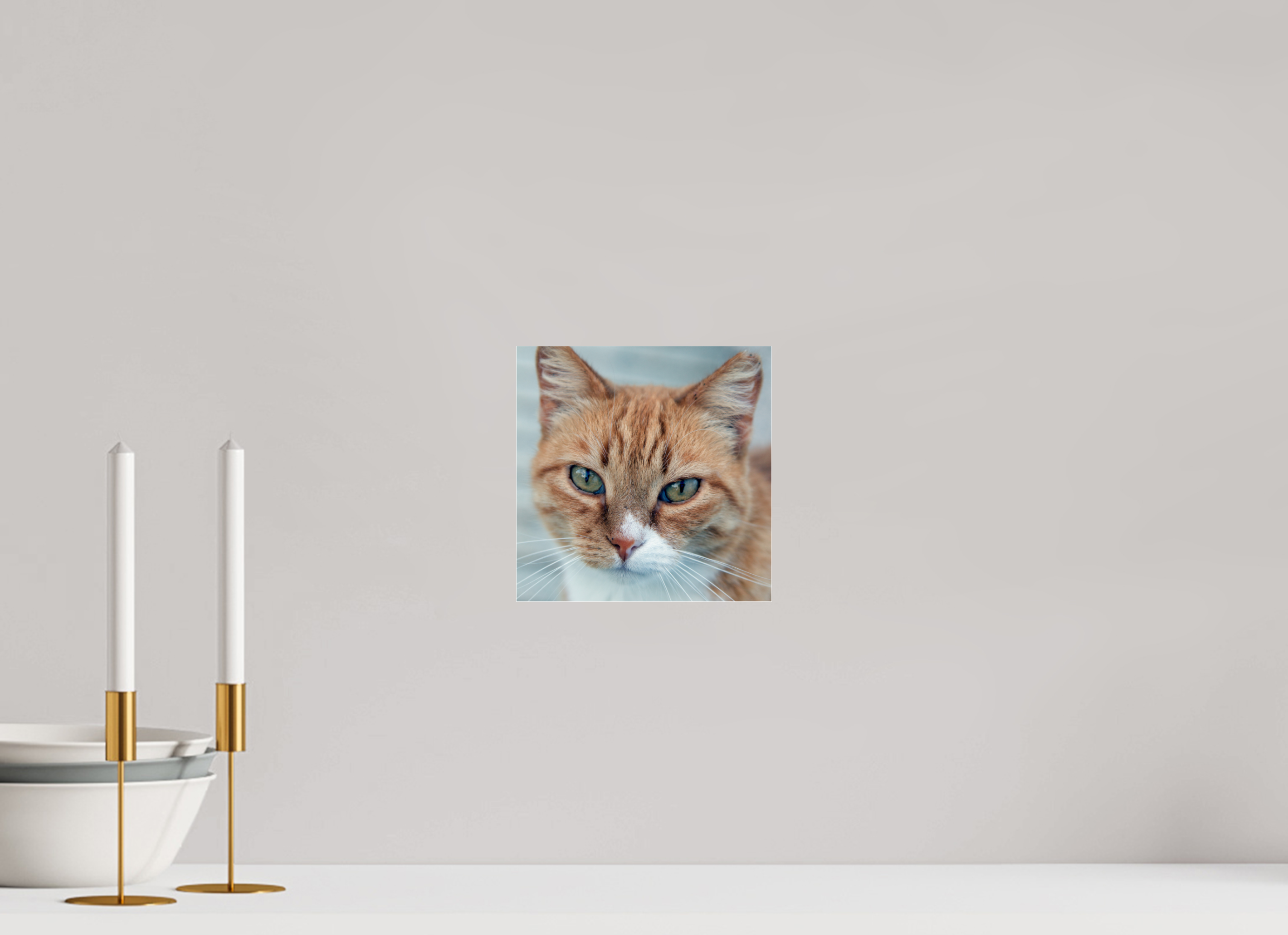 20 x 20 cm, Photo Print Under Acrylic Glass Haarige Angelegenheiten - Homeless Cat 1