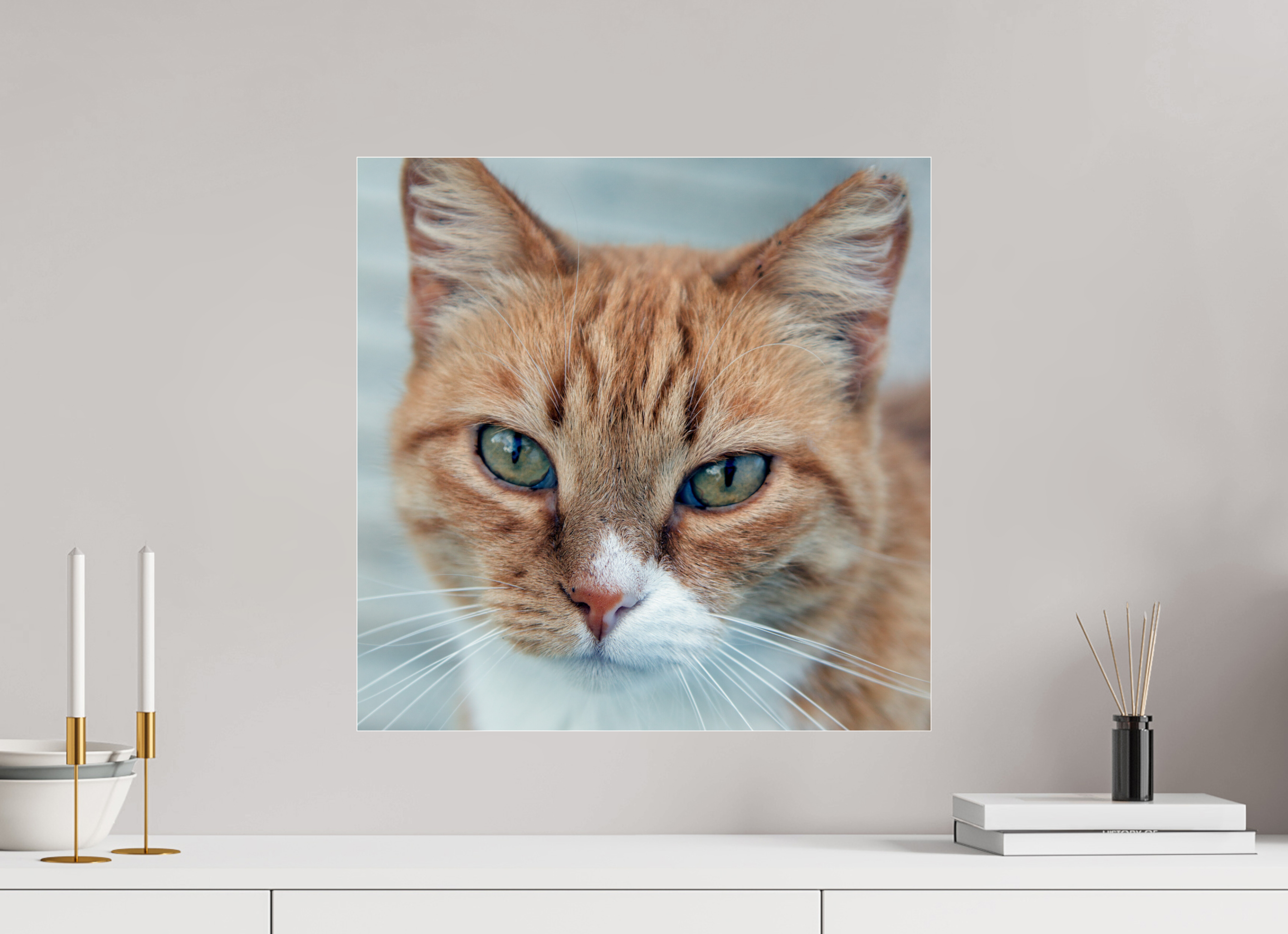 50 x 50 cm, Photo Print Under Acrylic Glass Haarige Angelegenheiten - Homeless Cat 1