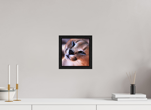 20 x 20 cm, Floater Frame Haarige Angelegenheiten - In the Wild (Caracal 1)