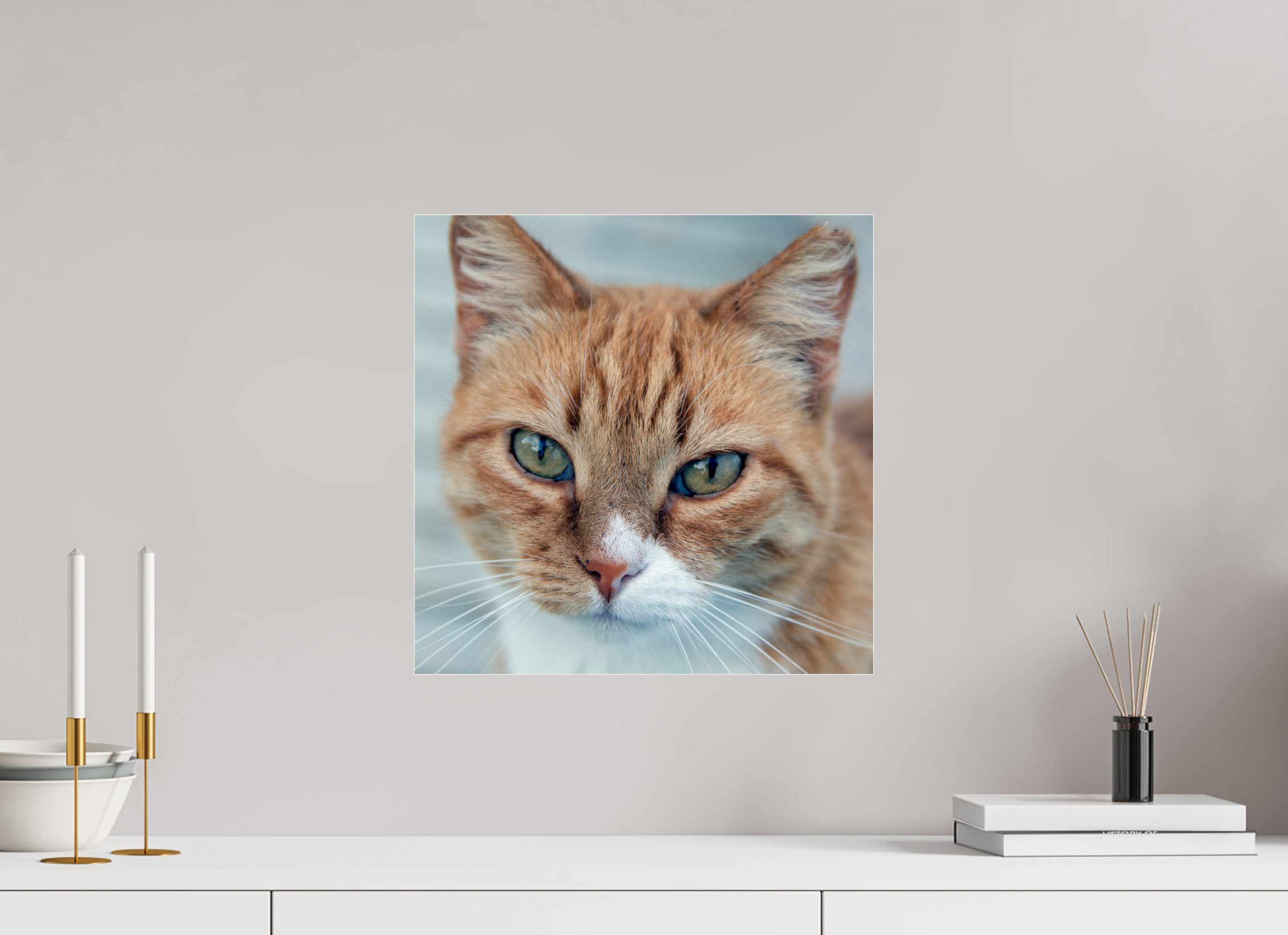 40 x 40 cm, Photo Print Under Acrylic Glass Haarige Angelegenheiten - Homeless Cat 1